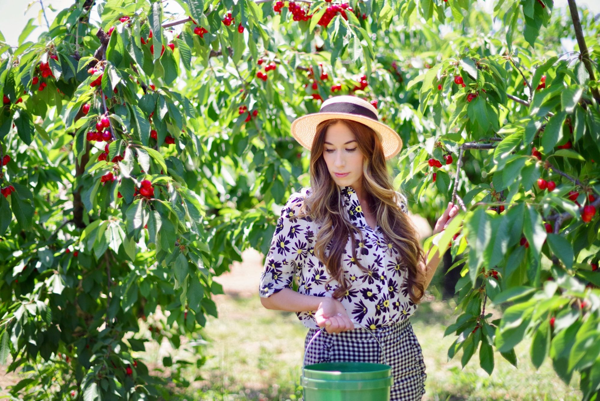 Cherry Picking Brentwood, CA Jordan & Jacob's Adventures